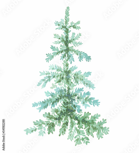 Spruce. Watercolor clipart. Hand-painted illustration