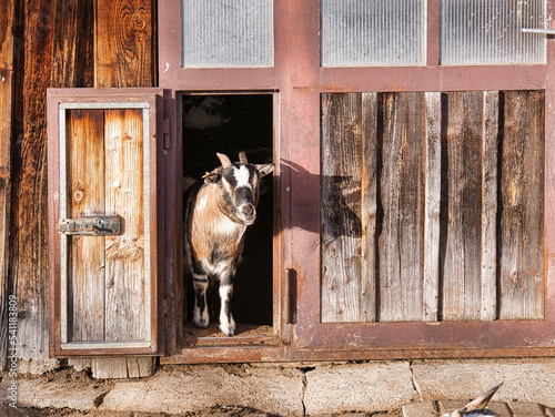 Small goat peeks out from behind the barn door