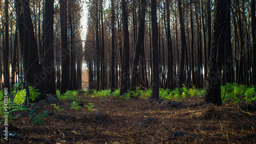 Forêt des Landes de Gascogne, calcinée après le passage des incendies de l'été 2022, à proximité de Landiras