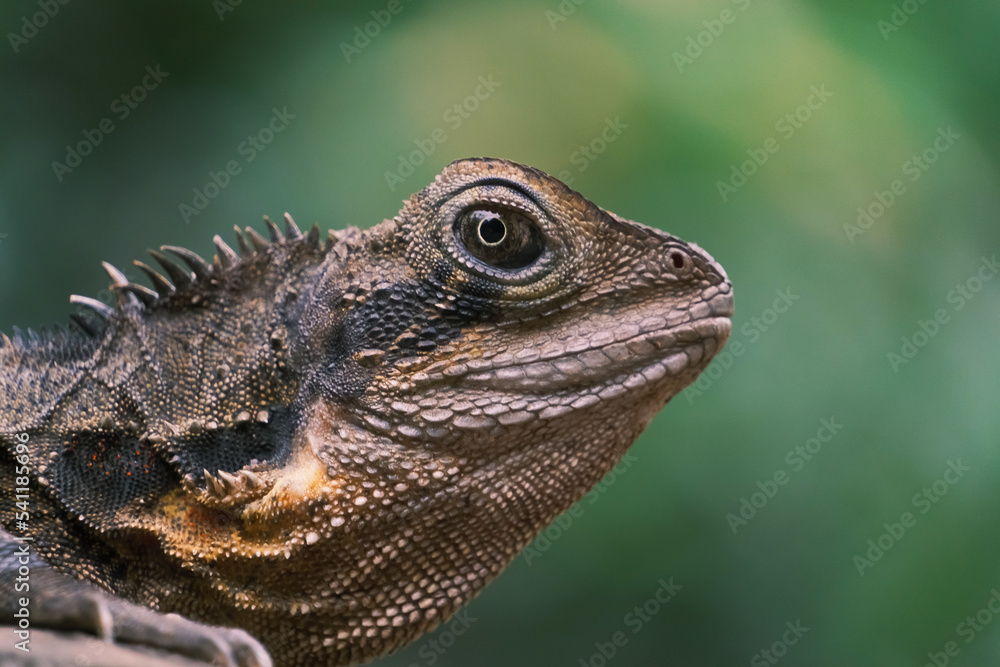 Close up head shot of eastern water dragon, Cairns Queensland, Australia Close up head shot of eastern water dragon, Cairns Queensland, Australia
