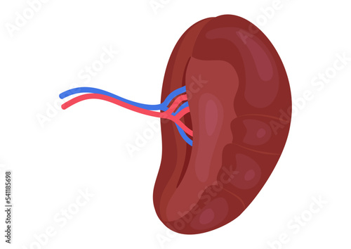 Visceral surface of the spleen isolated on white background