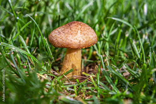 Edible boletus mushroom in the grass.