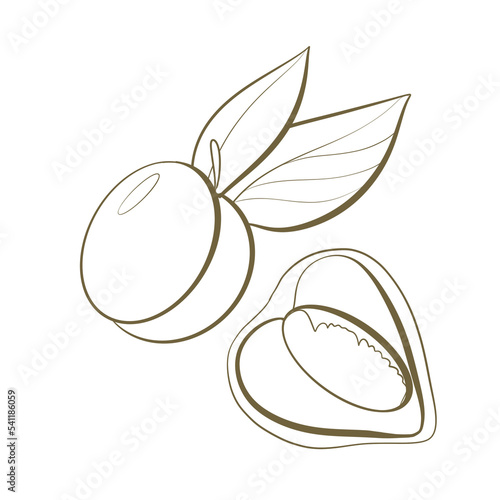 simple outline sketch line design element logo plant wild apricot zherdela seal packaging cosmetics and nutrition cutaway plant isolated on white background