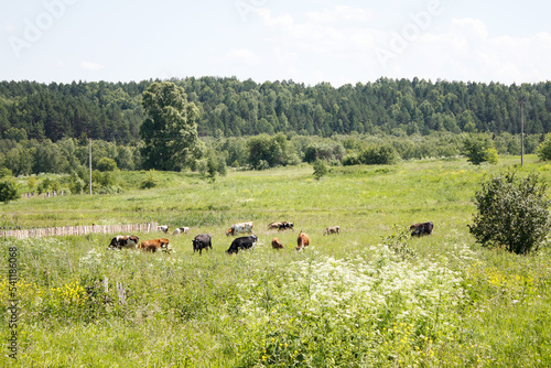 rural landscape with grazing cows © Radnatt