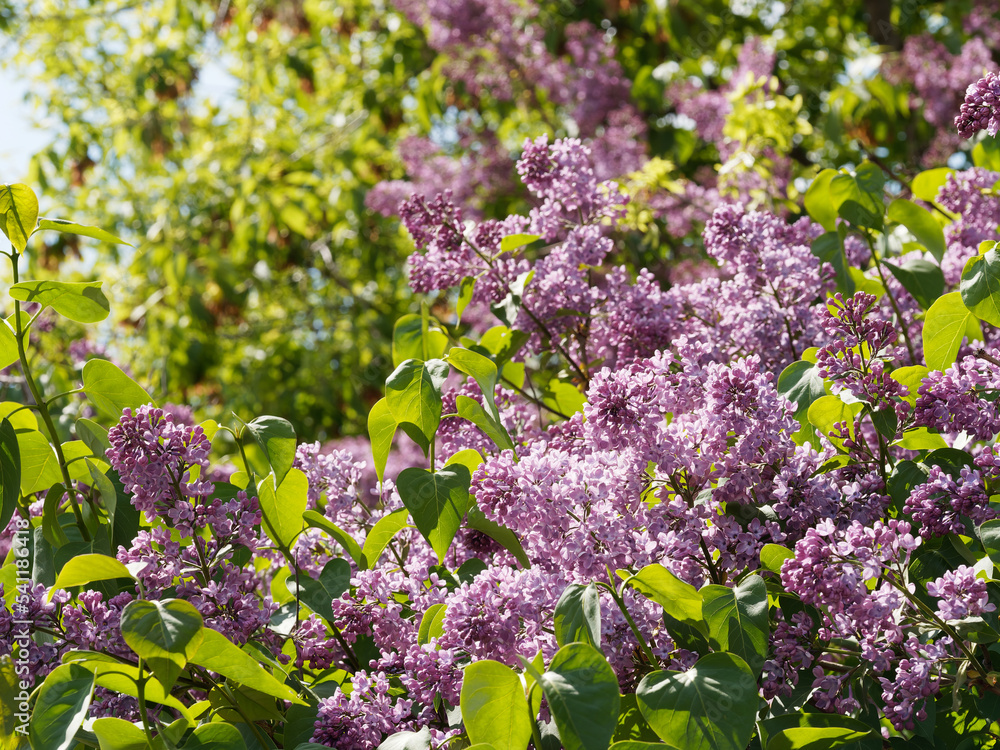 Obraz premium Lilac bushes and brunches on the background of green leaves on a sunny day with soft focus