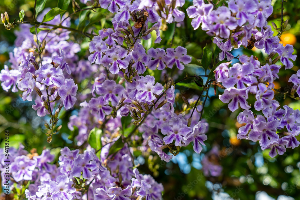 Obraz premium Durante erecta. Golden dewdrop. Lilac blossoms.