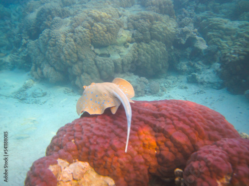 Taeniura lymma stingray at the bottom of the coral reef of the Red Sea, Sharm El Sheikh, Egypt photo