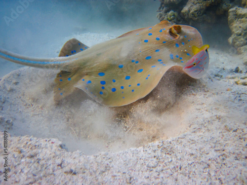 Taeniura lymma stingray at the bottom of the coral reef of the Red Sea  Sharm El Sheikh  Egypt