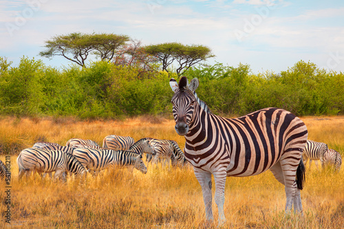 Herd of zebras in yellow grass - Etosha National Park  Namibia  Africa