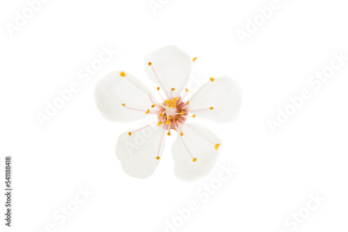 White flower from cherry tree isolated in PNG isolated on transparent background