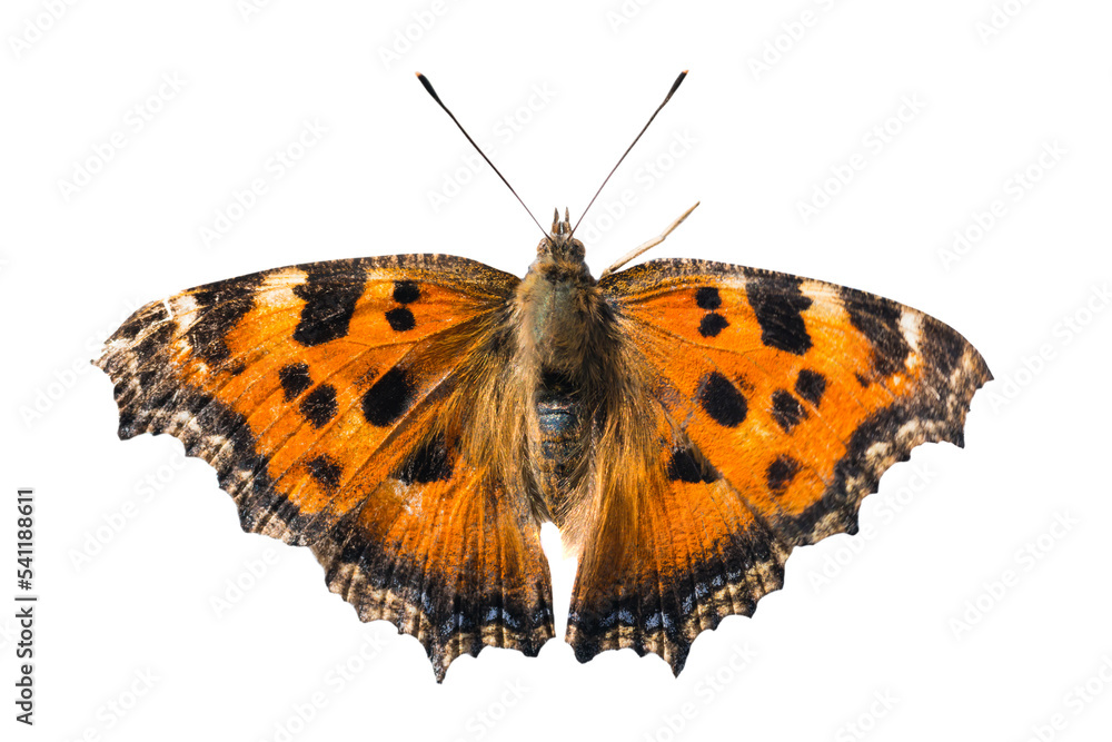 Obraz premium Butterfly yellow legged tortoiseshell or large tortoiseshell (Nymphalis xanthomelas) in PNG isolated on transparent background