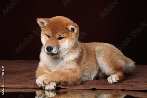 Cute shiba inu puppy lying on a brown background.