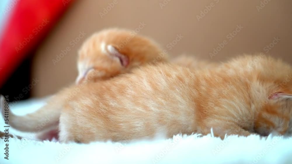 Newborn baby red cat sleeping on funny pose. Group of small cute ginger kitten. Sleep cozy nap time. Comfortable pets sleep at cozy home. Cute funny home pets. Domestic animal Young kittens. 4k video Newborn baby red cat sleeping on funny pose. Group of small cute ginger kitten. Sleep cozy nap time. Comfortable pets sleep at cozy home. Cute funny home pets. Domestic animal Young kittens. 4k video