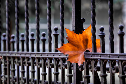 A maple leaf on a wrought iron fence in autumn