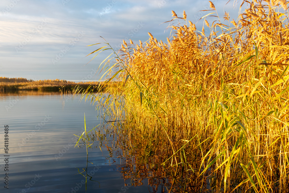 golden hour in a swamp lake, reeds in the foreground, reflections on the surface of the water, reflections in calm water, autumn
golden hour in a swamp lake, reeds in the foreground, reflections on the surface of the water, reflections in calm water, autumn