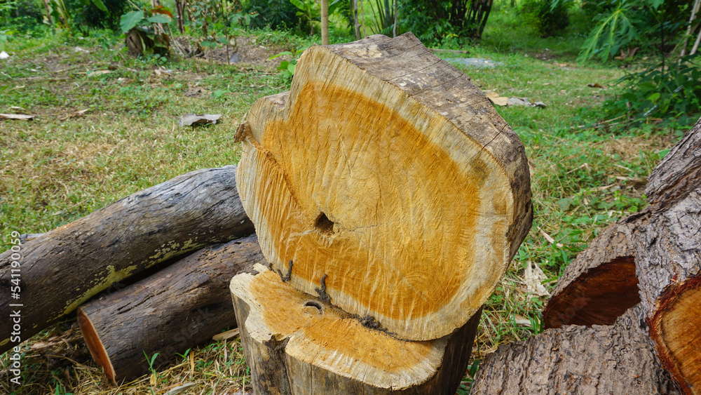 Yellow dried logs to fuel a fire to keep warm in winter.