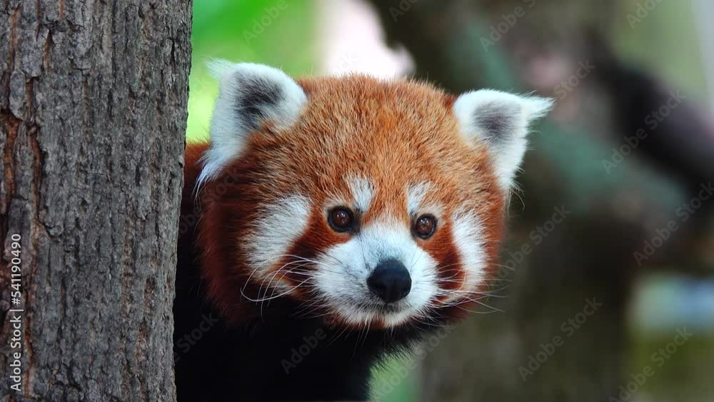 Red panda sits on a tree and looks spring forest Red panda sits on a tree and looks spring forest