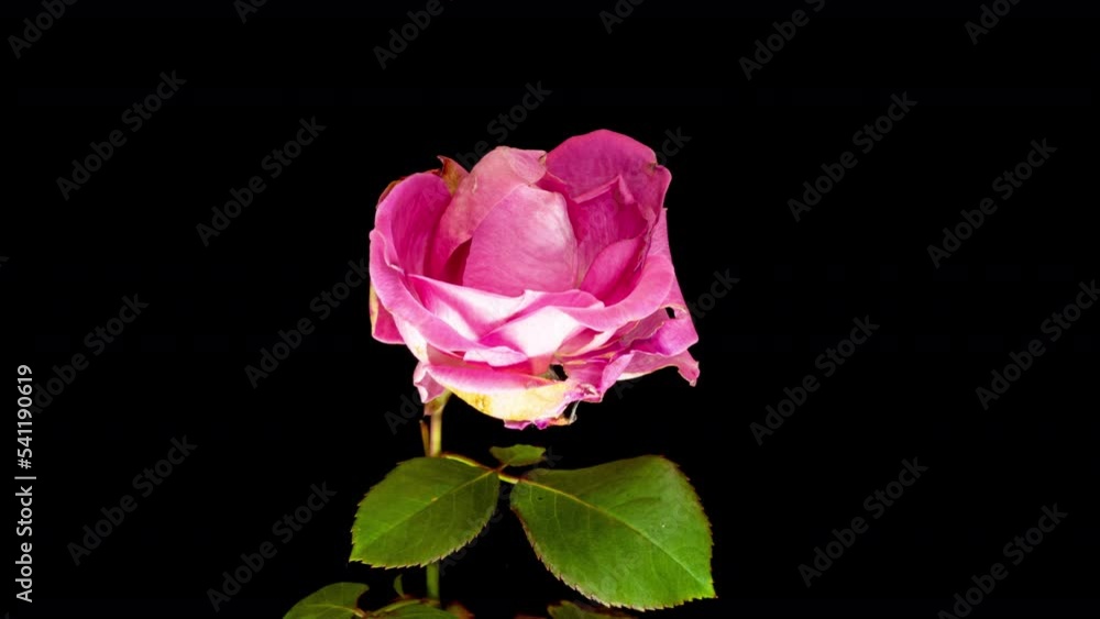 Time lapse of dying pink wild rose isolated on black background. Time lapse of dying pink wild rose isolated on black background.