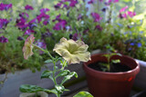 Pale yellow petunia flowers with light pink edges on blurred background of beautiful garden on the balcony with potted plants.