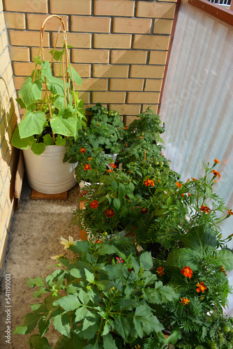 Fototapeta Naklejka Na Ścianę i Meble -  Beautiful garden in the balcony with vegetables and flowers. Different plants grow in pots - annual dahlias and blooming tagetes, cucumber, tomatoes and peppers.
