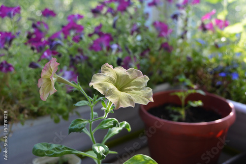Pale yellow petunia flowers with light pink edges on blurred background of beautiful garden on the balcony with potted plants.