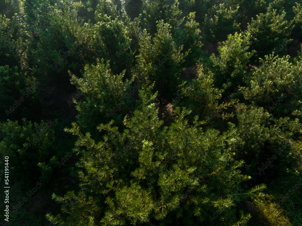 Podocarpus macrophyllus (Yew plum pine) garden Podocarpus macrophyllus (Yew plum pine) garden