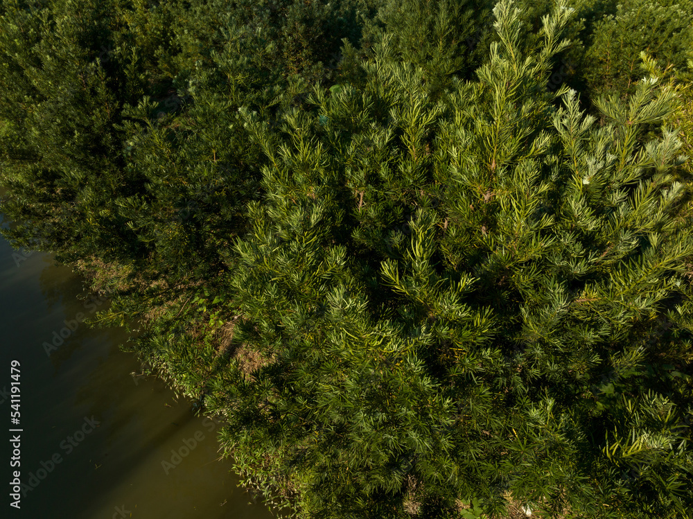 Obraz premium Podocarpus macrophyllus (Yew plum pine) garden