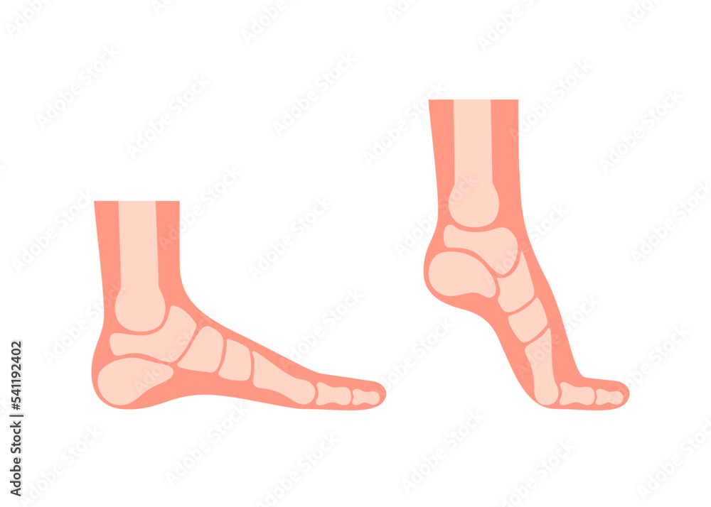 Silhouette human foot with bones, orthopedic leg, healthy feet. Full foot and tiptoe. Foot normal, flat foot. Supination and pronation. Vector illustration Silhouette human foot with bones, orthopedic leg, healthy feet. Full foot and tiptoe. Foot normal, flat foot. Supination and pronation. Vector illustration