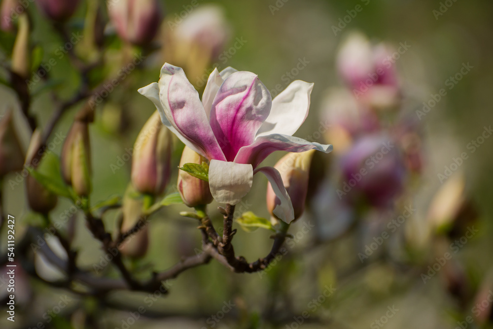 Beautiful magnolia tree blossoms in springtime. Bright magnolia flower against blue sky. Romantic floral backdrop Beautiful magnolia tree blossoms in springtime. Bright magnolia flower against blue sky. Romantic floral backdrop