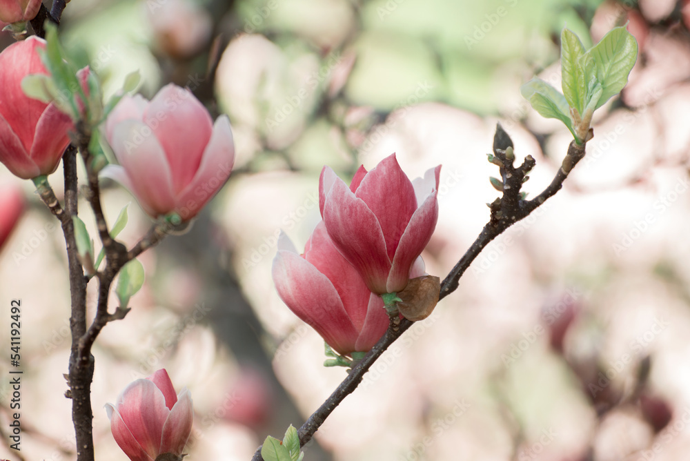 Beautiful magnolia tree blossoms in springtime. Bright magnolia flower against blue sky. Romantic floral backdrop Beautiful magnolia tree blossoms in springtime. Bright magnolia flower against blue sky. Romantic floral backdrop