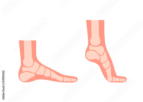 Silhouette human foot with bones, orthopedic leg, healthy feet. Full foot and tiptoe. Foot normal, flat foot. Supination and pronation. Vector illustration