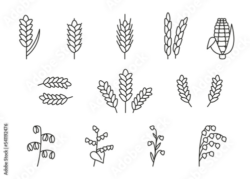 Wheat, oat, rice, barley, corn, rye, millet, flax grain ear, nature set, line icon. Linear sketch ear and grain. Outline spica plant for agriculture, cereal products, bakery. Vector photo