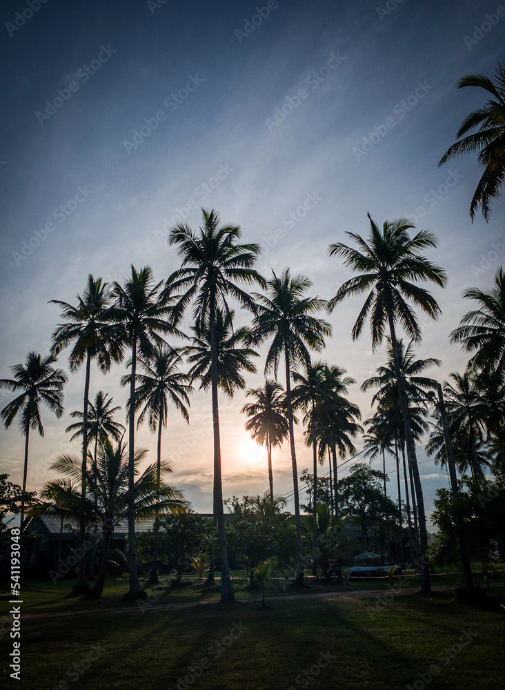 Beautiful coconut trees. sunset and coconut trees. High quality photo
