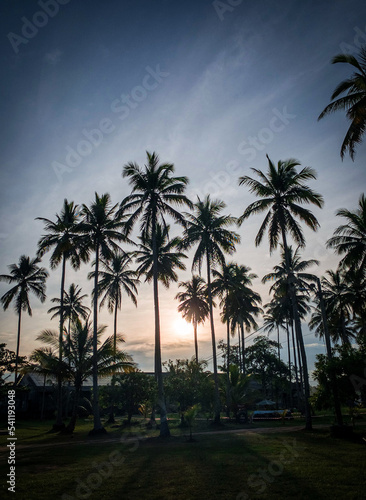 Beautiful coconut trees. sunset and coconut trees. High quality photo