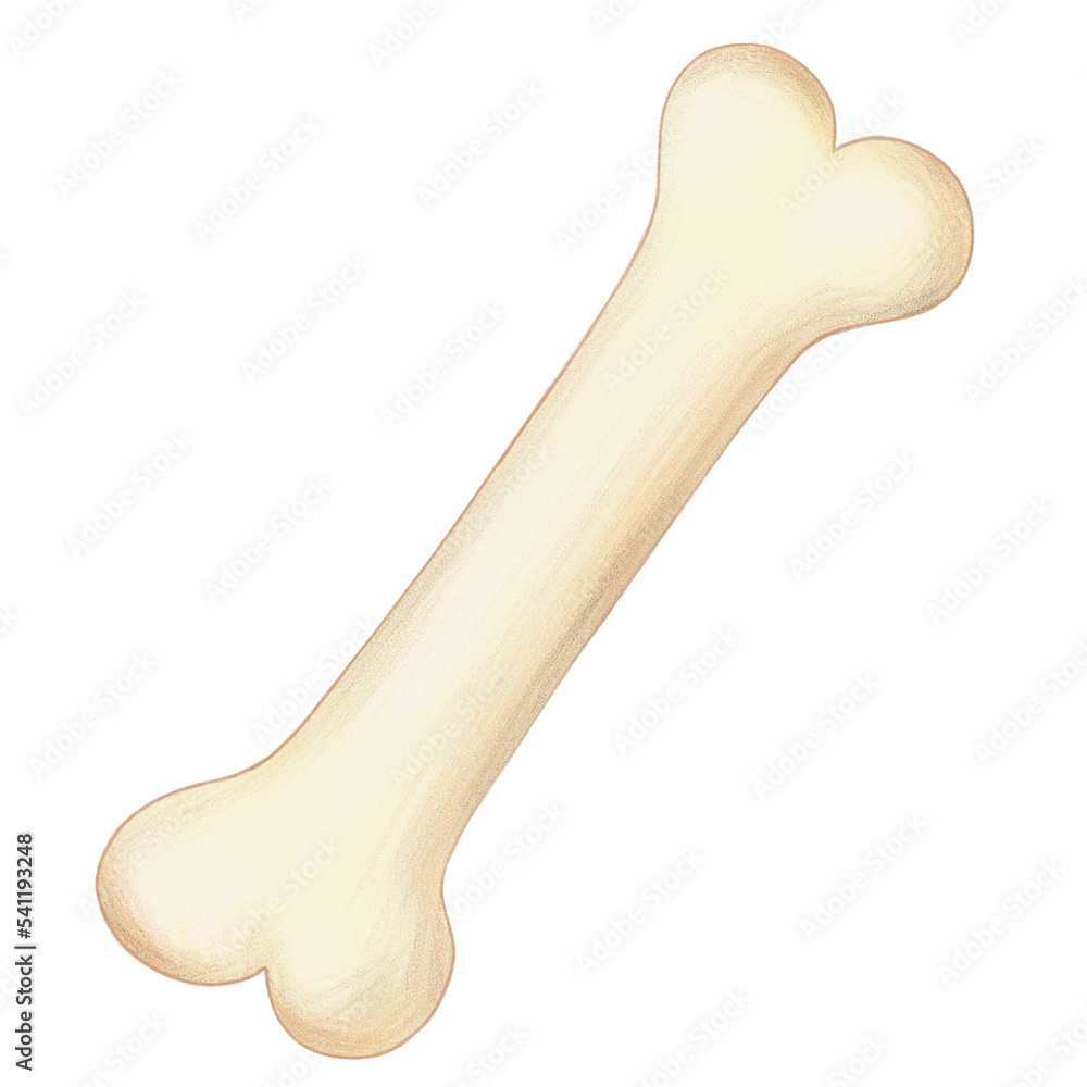 Bone isolated transparent background Bone isolated transparent background