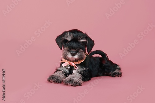 miniature schnauzer puppy lying on pink background 