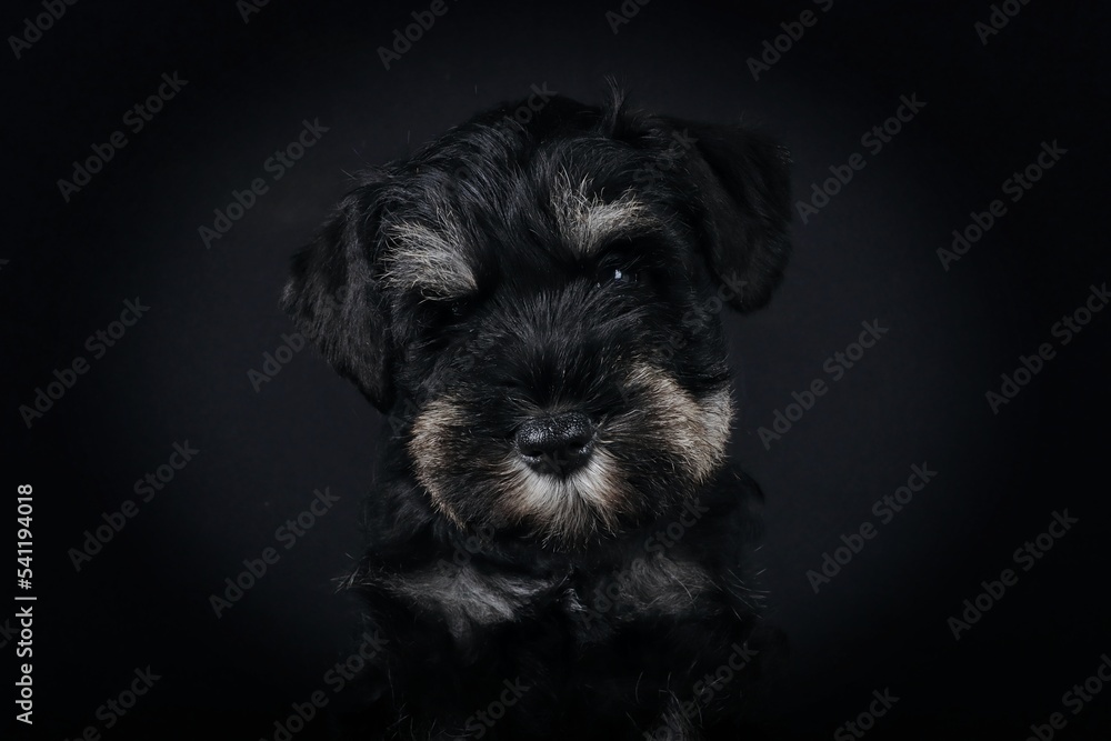 close up of miniature schnauzer puppy in black background 