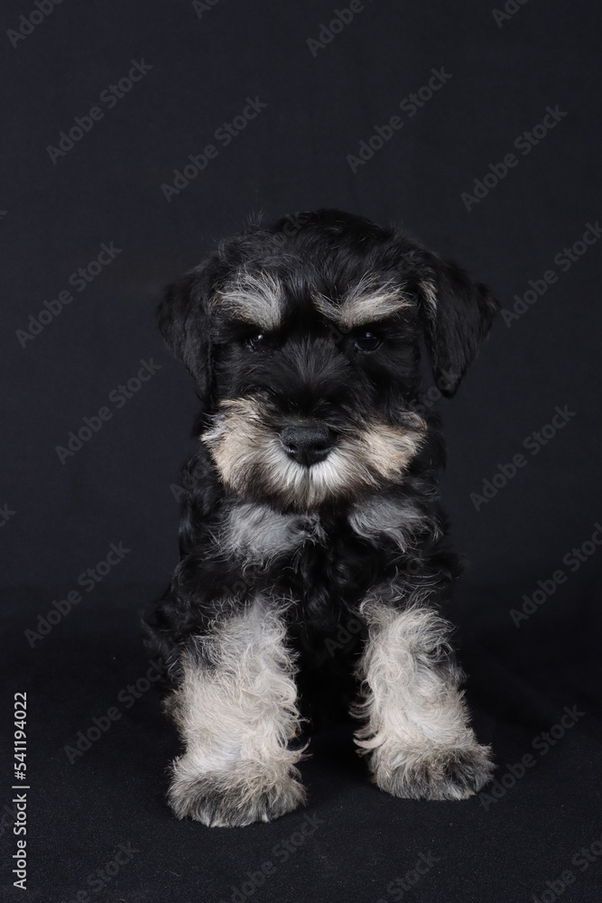 close up of miniature schnauzer puppy in black background 