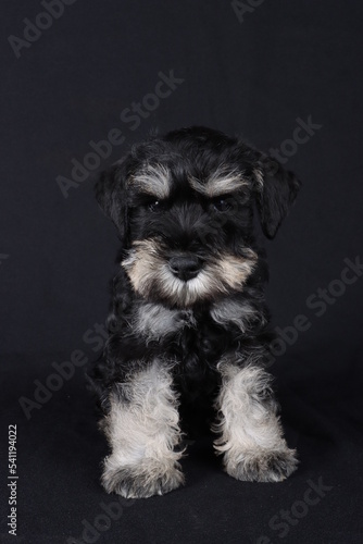 close up of miniature schnauzer puppy in black background 