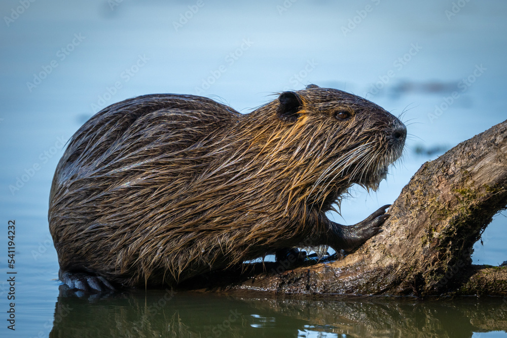 Nutria Nutria
