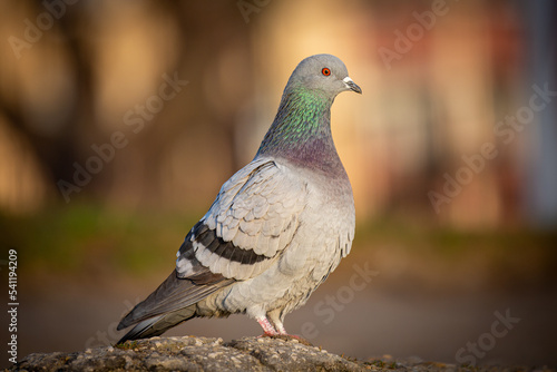 Pigeon