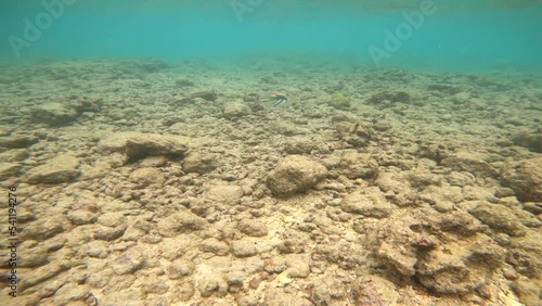 Humhumu (Reef Triggerfish), Hawaii State Fish Swimming In Hanauma Bay, Oahu. Snorkeling POV. photo