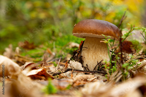 Mushroom Boletus edulis in autumn forest.