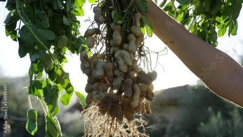 Holding peanut stem in the farmland. Farmer harvest peanut on agriculture plantation