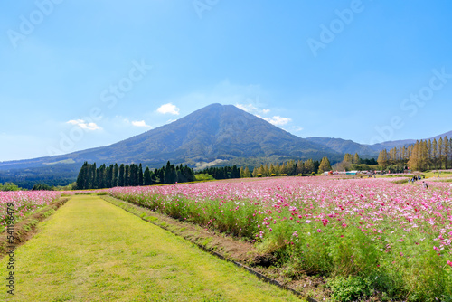 生駒高原のコスモス　宮崎県小林市　Cosmos of Ikoma Plateau. Miyazaki prefecture Kobayashi city. photo