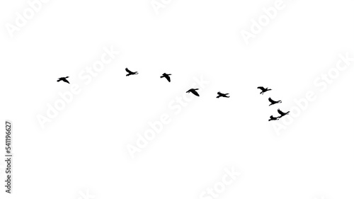 Fotografia png flock of birds isolated clear background