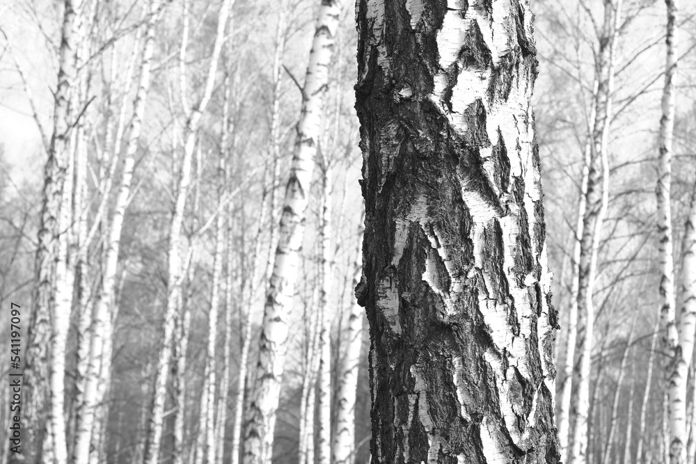 Beautiful birch trees in autumn Beautiful birch trees in autumn
