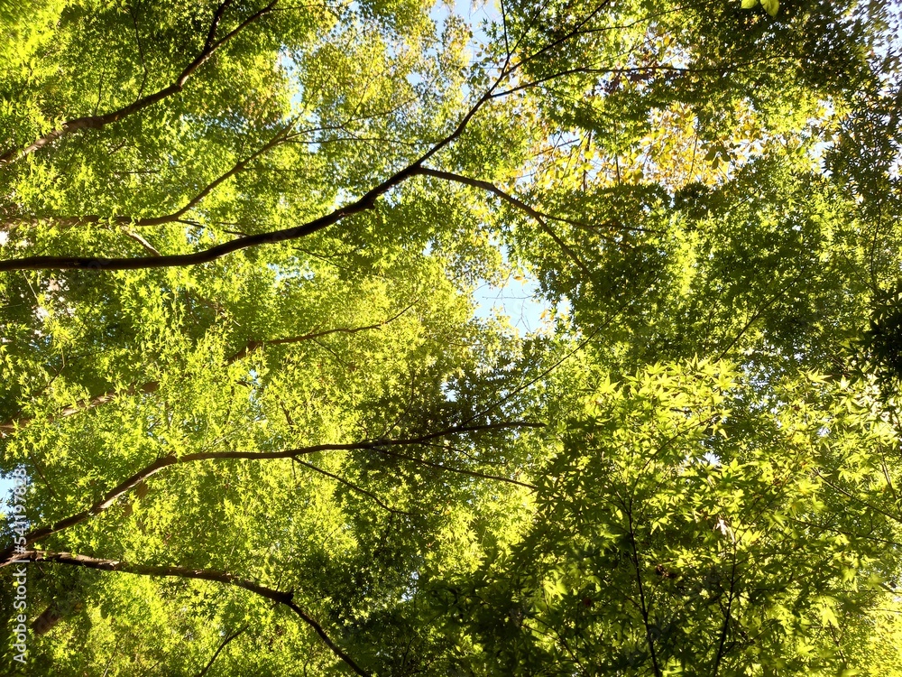 Fototapeta premium leaves in sunlight