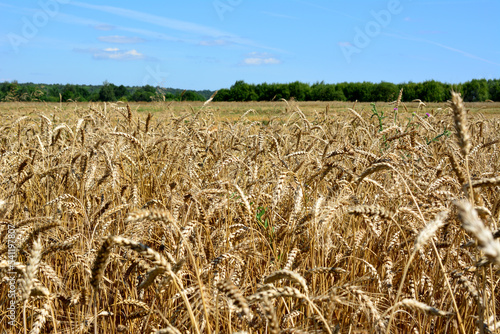 agricultural field with ears of wheat and forest line on horizon, close-up