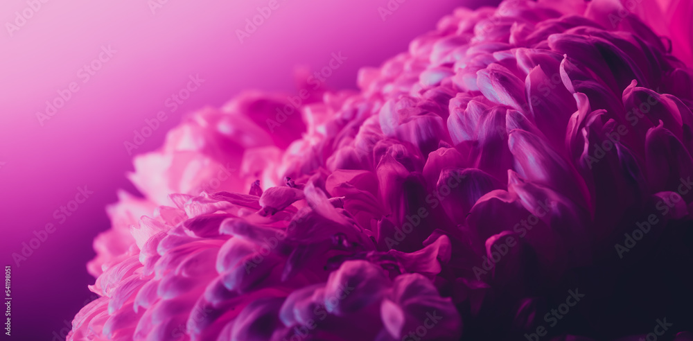 Pink flower bud petal close-up. Gentle background. Banner. Horizontal postcard with lush chrysanthemum, peony, rose or carnation. Holiday mockup design of gift certificate. Mother day card template Pink flower bud petal close-up. Gentle background. Banner. Horizontal postcard with lush chrysanthemum, peony, rose or carnation. Holiday mockup design of gift certificate. Mother day card template